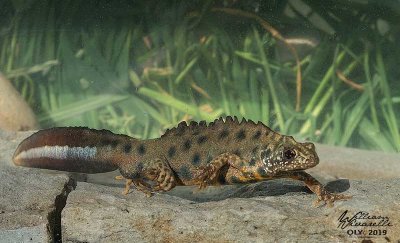 Tritone crestato (Triturus cristatus)