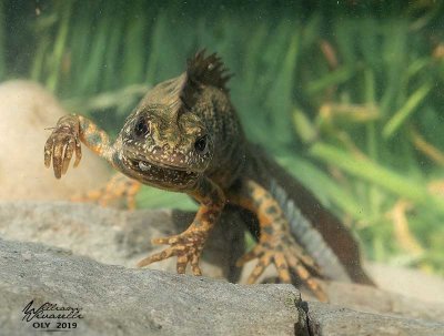 Tritone crestato (Triturus cristatus)