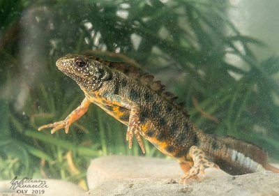 Tritone crestato (Triturus cristatus)