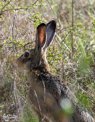 Lepre (Lepus europaeus)