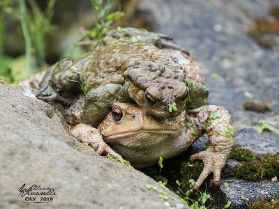 Rospo comune (Bufo bufo)