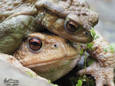 Rospo comune (Bufo bufo)