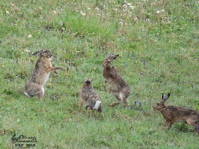 Lepre (Lepus europaeus)