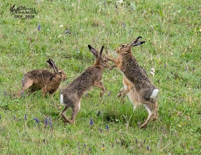 Lepre (Lepus europaeus)