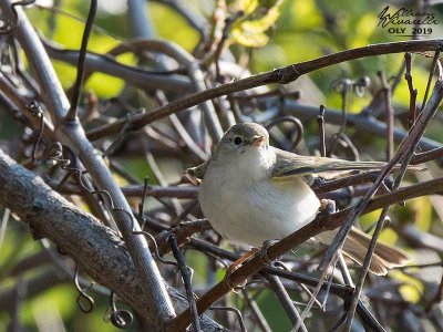 Lu boanco (Phylloscopus bonelli)