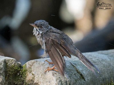 Bigiarella (Sylvia curruca)