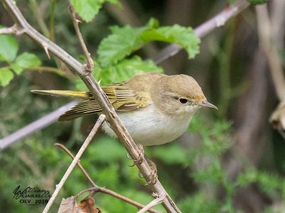 Luì bianco (Phylloscopus bonelli)