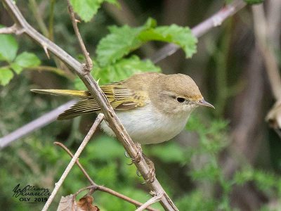 Lu bianco (Phylloscopus bonelli)