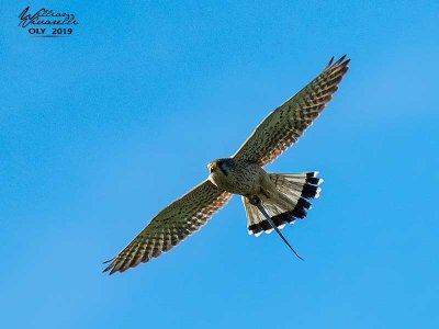 Gheppio (Falco tinnunculus)