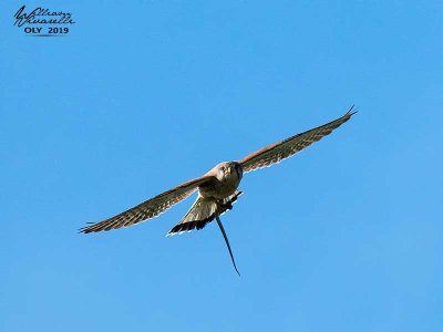 Gheppio (Falco tinnunculus)