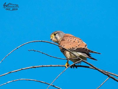 Gheppio (Falco tinnunculus)