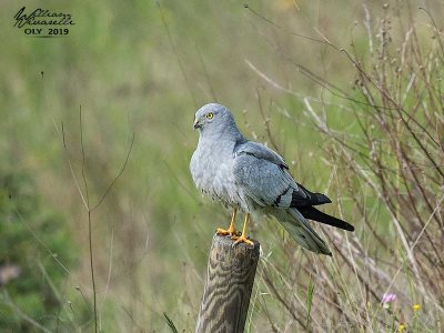 Albanella minore (Circus pygargus)