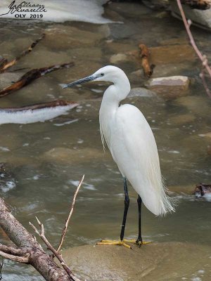 Garzetta (Egretta garzetta)