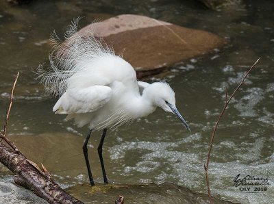 Garzetta (Egretta garzetta)