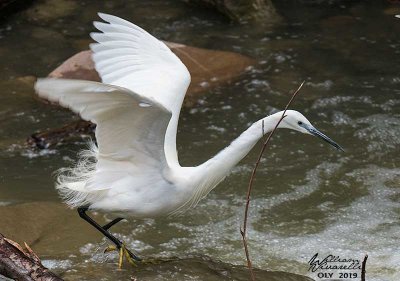 Garzetta (Egretta garzetta)