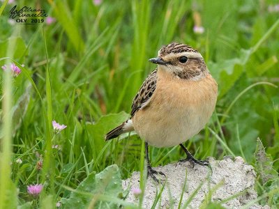 Stiaccino (Saxicola rubetra)