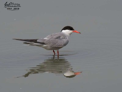 Sterna comune (Sterna hirundo)