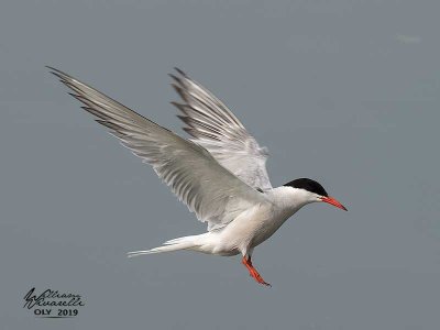 Sterna comune (Sterna hirundo)