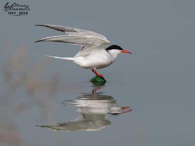 Sterna comune (Sterna hirundo)