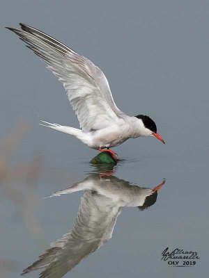 Sterna comune (Sterna hirundo)