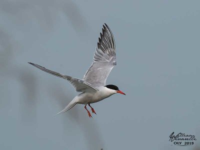 Sterna comune (Sterna hirundo)