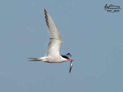 Sterna comune (Sterna hirundo)