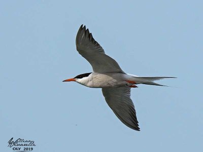 Sterna comune (Sterna hirundo)