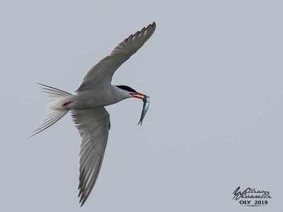 Sterna comune (Sterna hirundo)