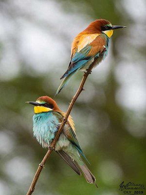 Gruccione (Merops apiaster)