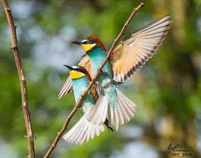 Gruccione (Merops apiaster)