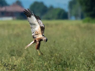 Falco di palude ( Circus aeruginosus)