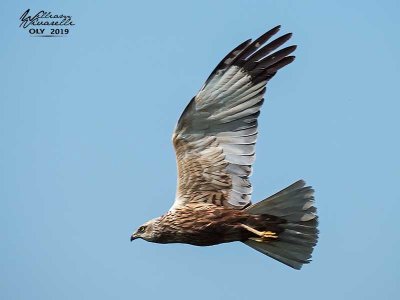 Falco di palude ( Circus aeruginosus)