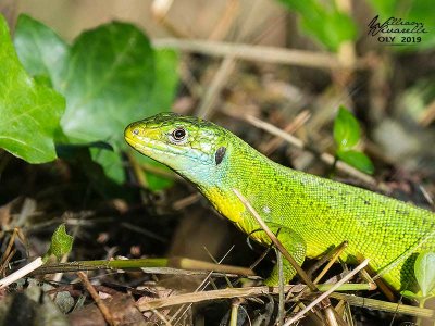 Ramarro (Lacerta viridis)