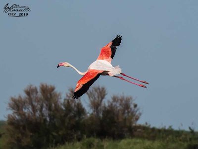 Fenicottero rosa (Phoenicopterus roseus)