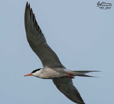 Sterna comune (Sterna hirundo)