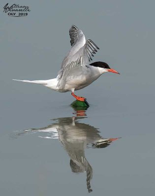 Sterna comune (Sterna hirundo)