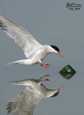 Sterna comune (Sterna hirundo)