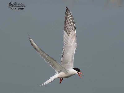 Sterna comune (Sterna hirundo)