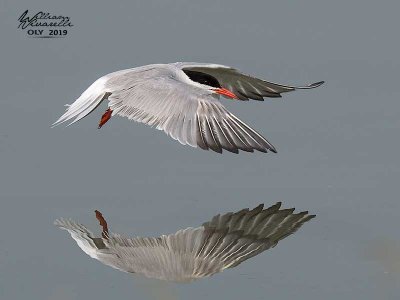 Sterna comune (Sterna hirundo)