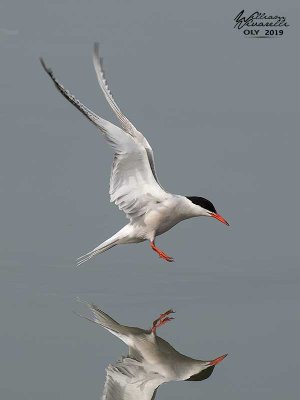 Sterna comune (Sterna hirundo)