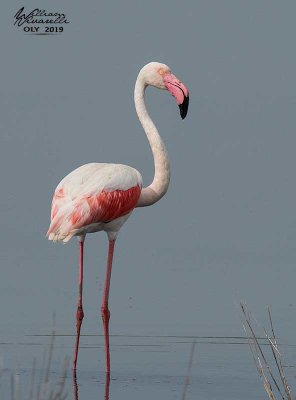 Fenicottero rosa (Phoenicopterus roseus)