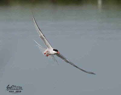 Sterna comune (Sterna hirundo)