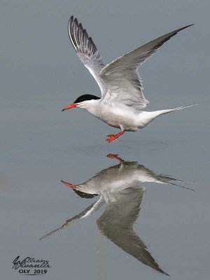 Sterna comune (Sterna hirundo)