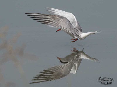 Sterna comune (Sterna hirundo)