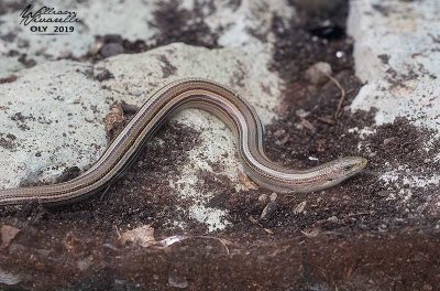 Luscengola (Chalcides chalcides)