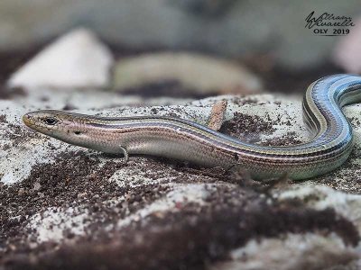 Luscengola (Chalcides chalcides)