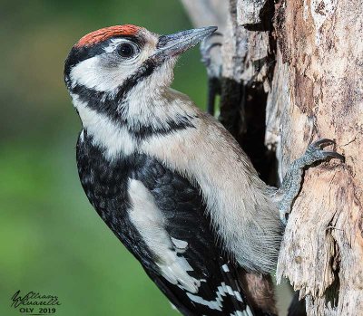 Picchio rosso maggiore (Dendrocopos major)