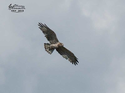 Biancone (Circaetus gallicus)