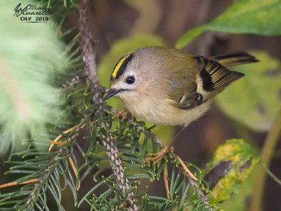 Regolo (Regulus regulus)