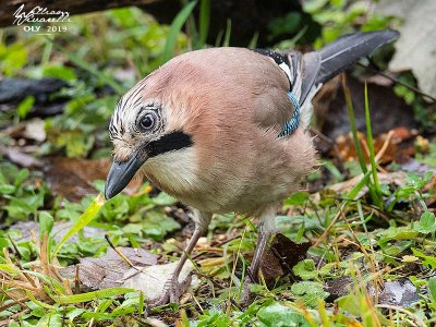 Ghiandaia (Garrulus glandarius)